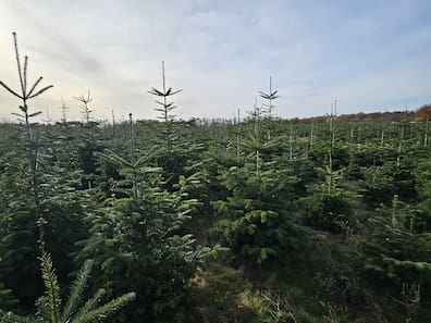 Eine weitläufige Weihnachtsbaumplantage mit dicht stehenden grünen Nordmanntannen unter einem bewölkten Himmel. Die Bäume präsentieren sich frisch und nachhaltig gewachsen.