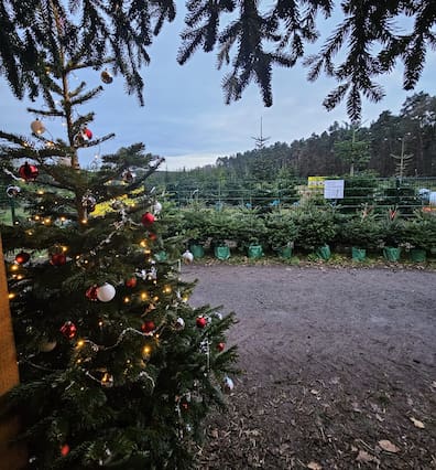 Eine beleuchtete und geschmückte Tanne im Vordergrund, dahinter eine Auswahl frisch gewachsener Weihnachtsbäume in grünem Verpackungsmaterial, umgeben von natürlicher Waldkulisse.
